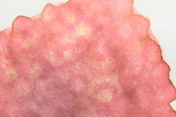 Sailor Dipton Coral Humming - 20ml Bottled Ink -Office Tools Sailor Dipton CoralHumming inkdetail 2 b2580b63 3e9d 40a2 8396 8637dbbbe22e